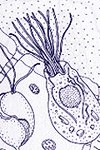 Drawing of microscopic organisms by Kathryn Delisle from The Illustrated Five Kingdoms by Lynn Margulis, Karlene V. Schwartz, and Michael Dolan